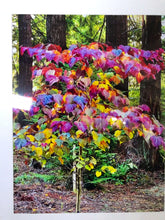Load and play video in Gallery viewer, &quot;COLORED LEAVES&quot; from Bob Doerr
